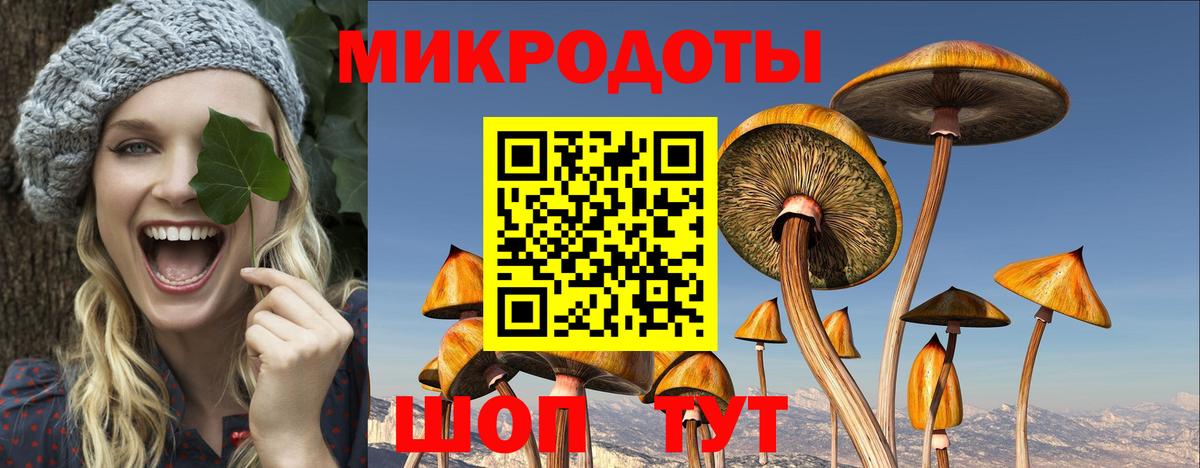 Галлюциногенные грибы Psilocybine cubensis Новодвинск